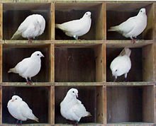 Pigeonholed