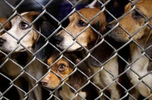1,500 Beagles Saved in Historic Rescue—500 Still Left Behind (How You Can Help!)